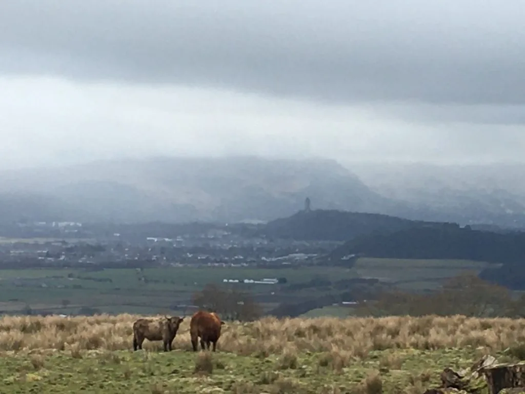 highland coos in Stirling