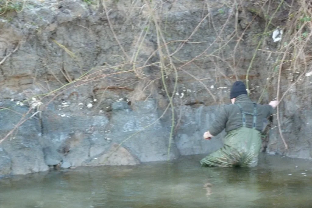 oyster bed